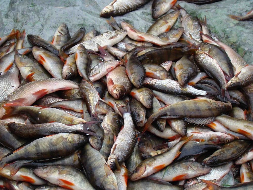 Рыба-мелочь (ерши, окуни)