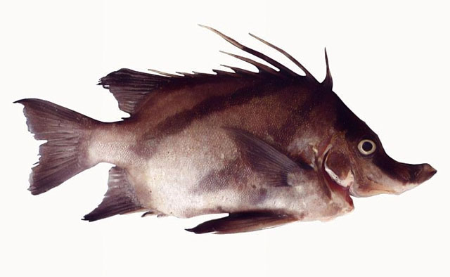 Кабан-рыба