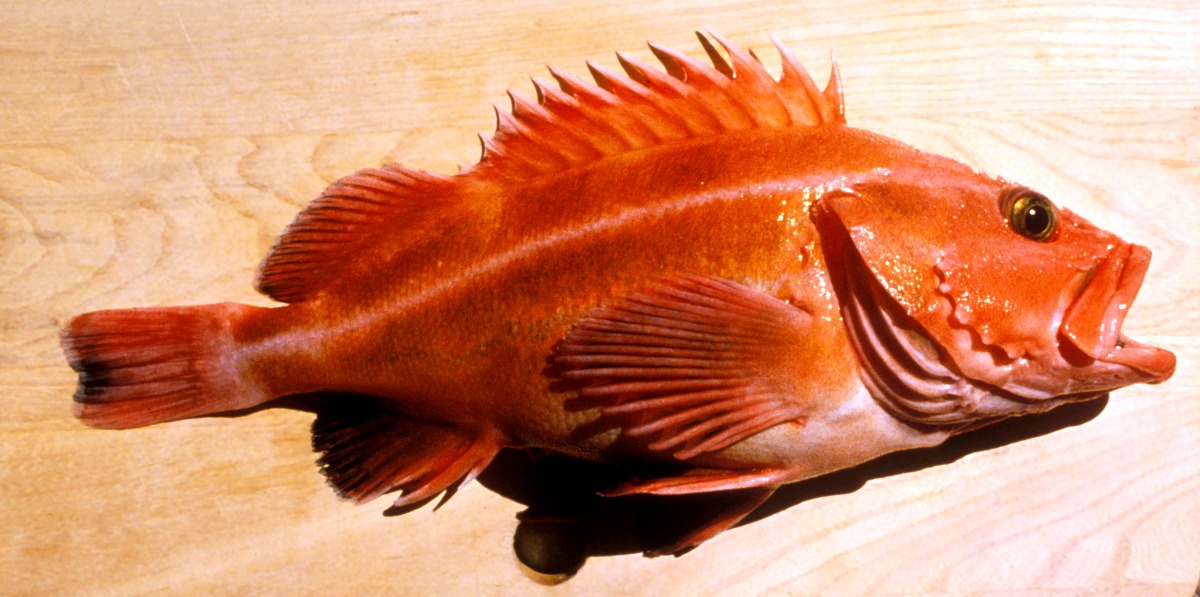 Морской окунь фото рыбы с головой