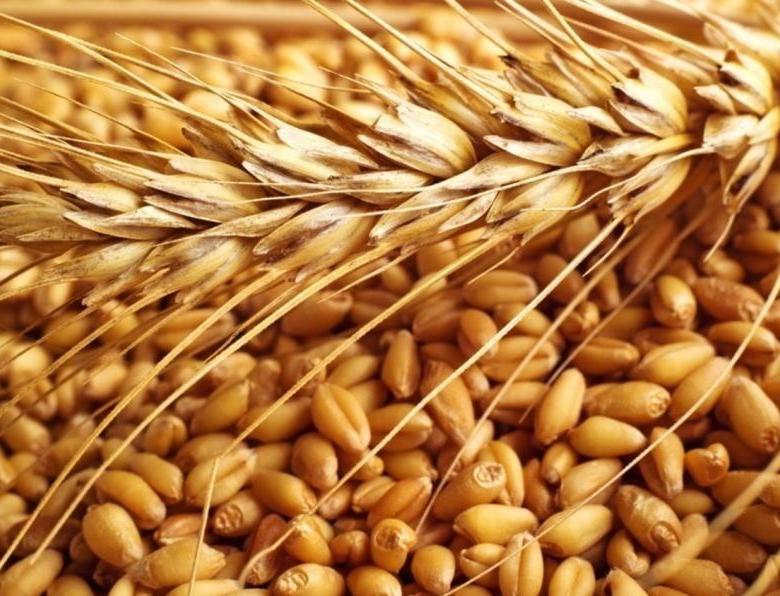 Зерно твердой пшеницы