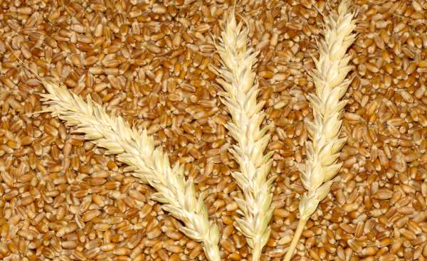 Как выглядит зерно пшеницы фото крупным планом